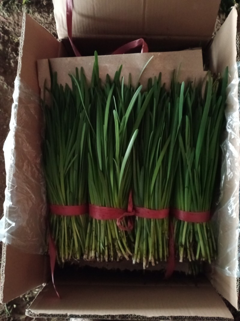 【荐】精品凌海万亩韭菜基地大量上市嘉兴汉中韭菜铁托头刀韭菜