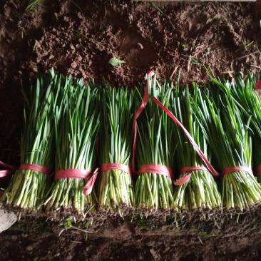 【荐】精品凌海万亩韭菜基地大量上市嘉兴汉中韭菜铁托头刀韭菜