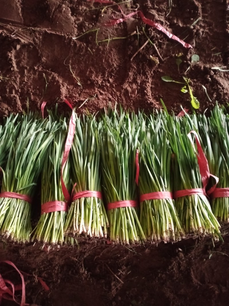 【荐】精品凌海万亩韭菜基地大量上市嘉兴汉中韭菜铁托头刀韭菜