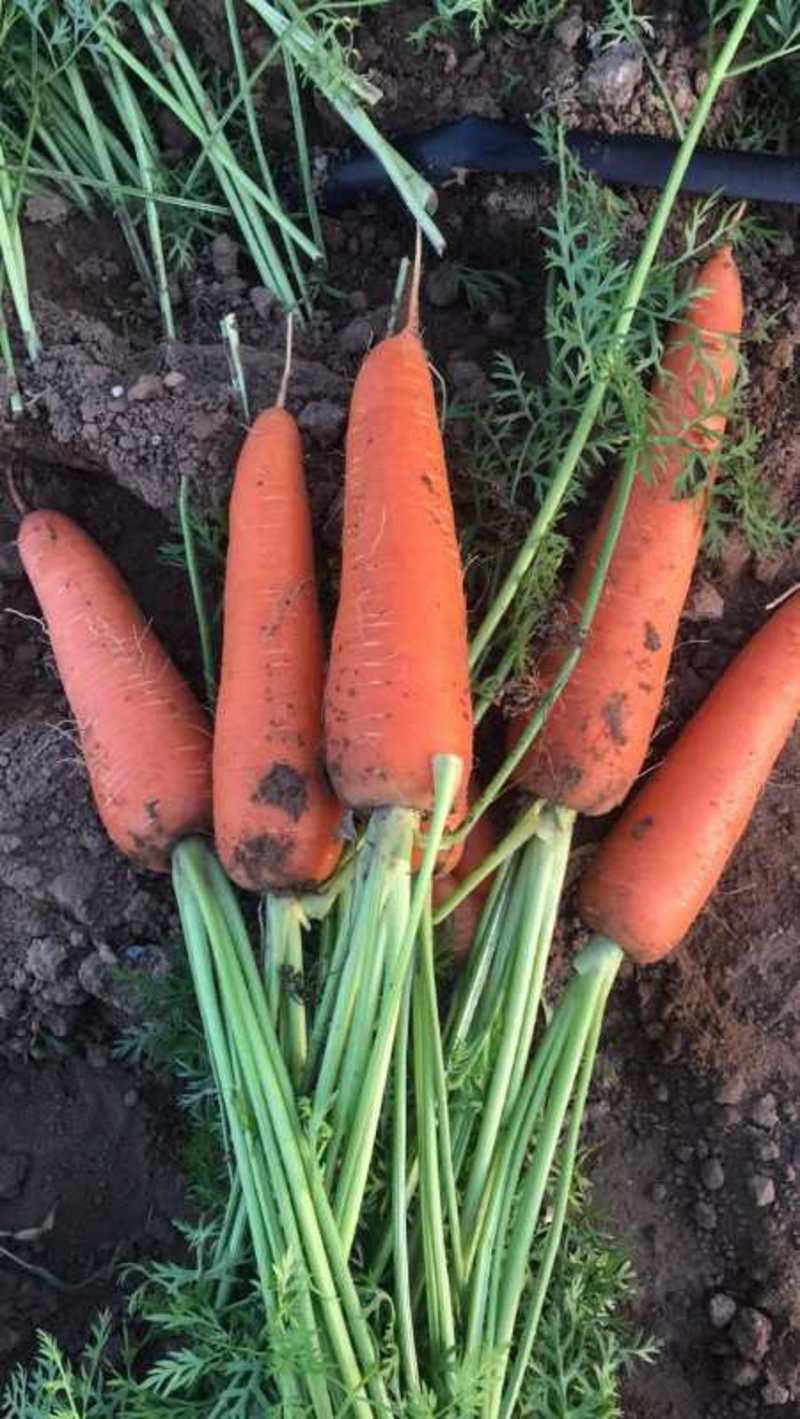 【种植基地】胡萝卜，精品三红胡萝卜，新品上市，产地直发