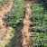价格可谈批量供应高产嫁接油茶苗长林系列15-100公分