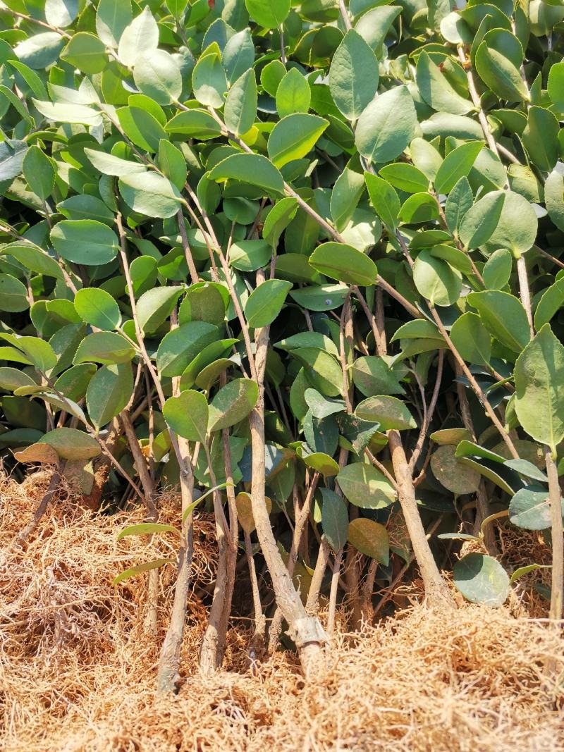 油茶苗价格可谈量大从优规格齐全品质保证欢迎咨询