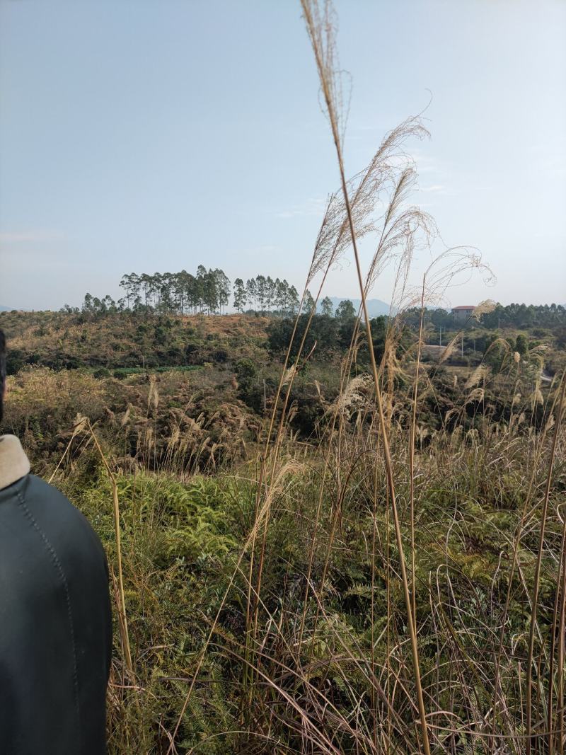 山地出租，500亩，矮山坡，可种植各类果树，桉树等