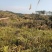 山地出租，500亩，矮山坡，可种植各类果树，桉树等