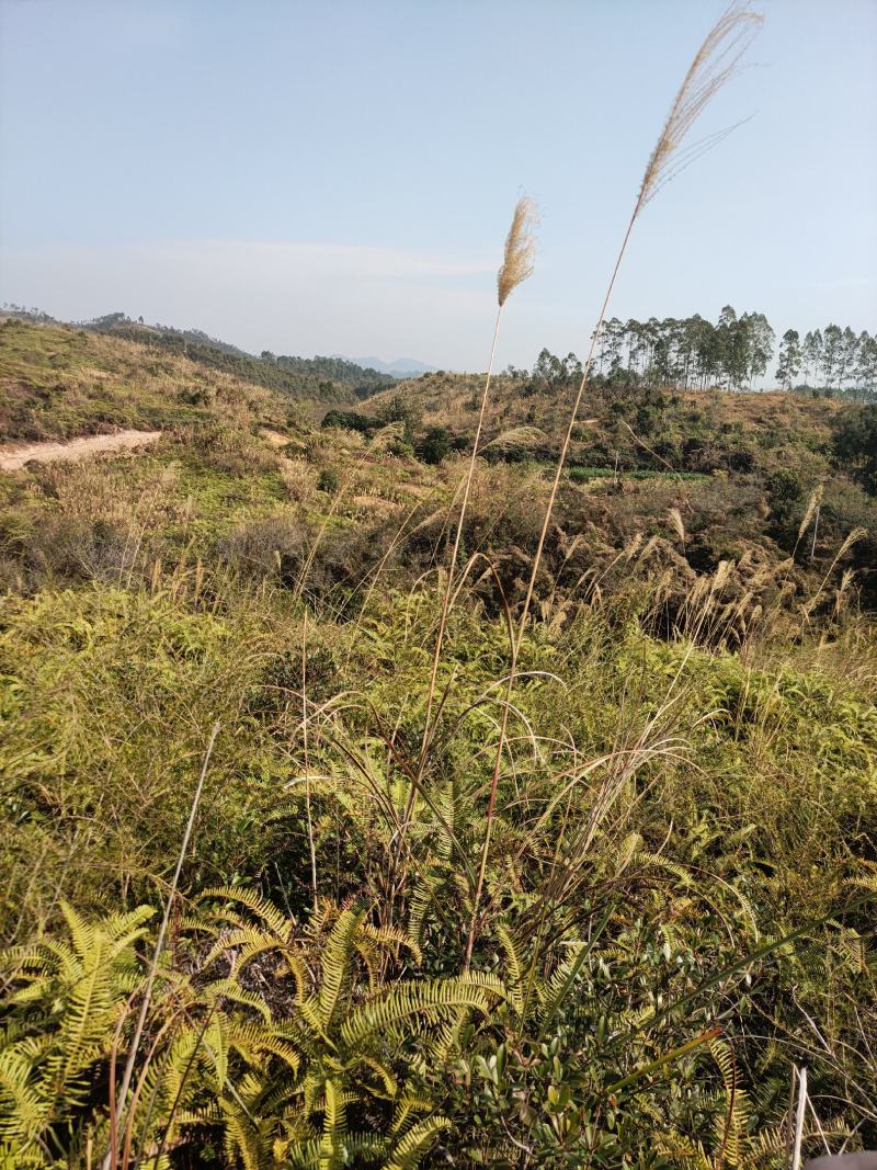 山地出租，500亩，矮山坡，可种植各类果树，桉树等