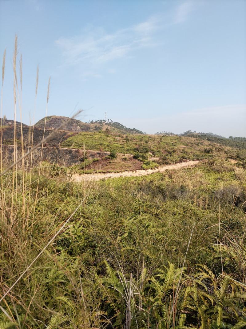 山地出租，500亩，矮山坡，可种植各类果树，桉树等