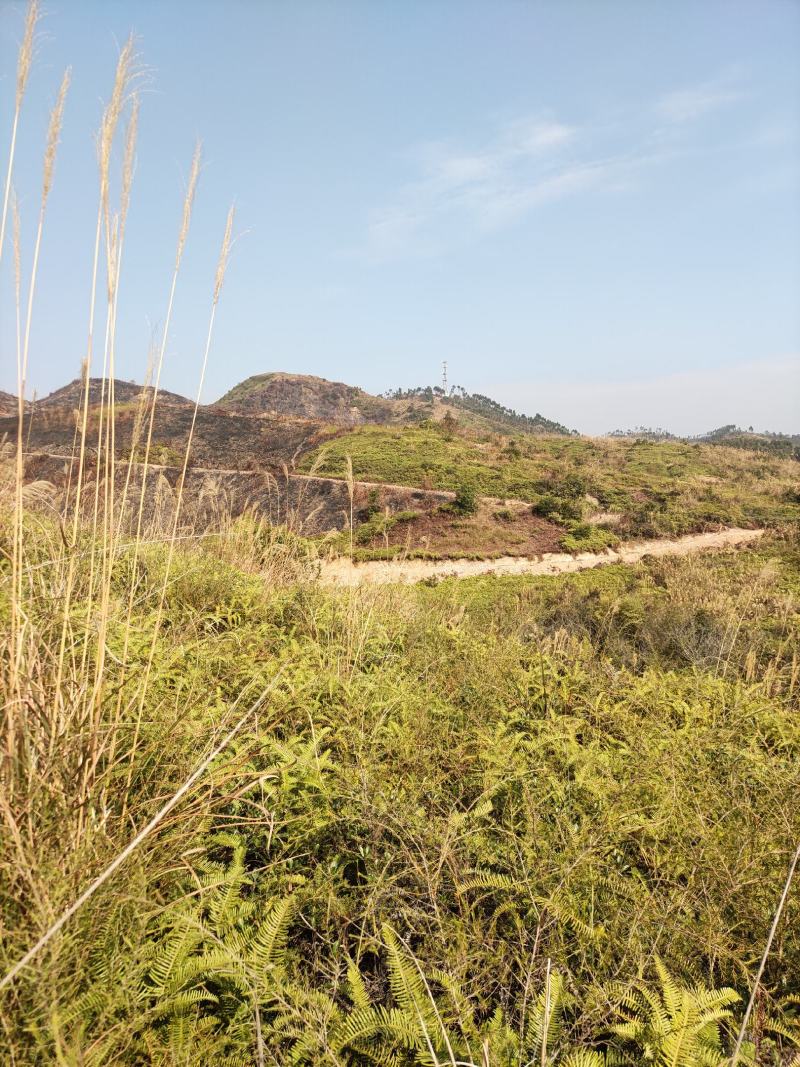 山地出租，500亩，矮山坡，可种植各类果树，桉树等