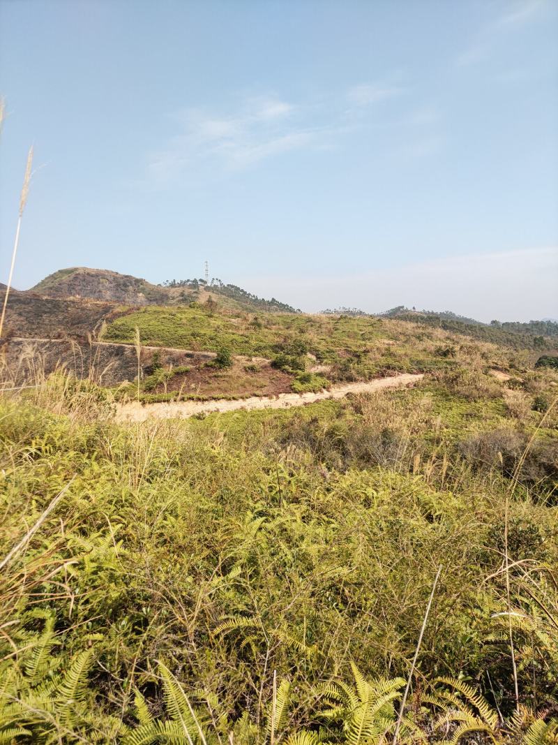 山地出租，500亩，矮山坡，可种植各类果树，桉树等