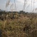 山地出租，500亩，矮山坡，可种植各类果树，桉树等
