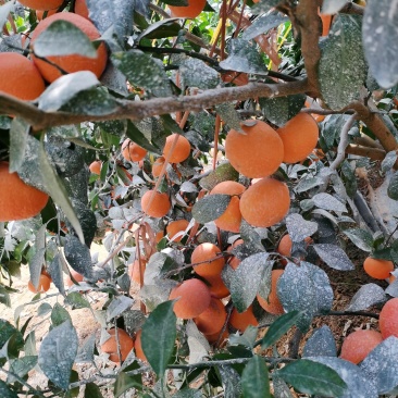 091无杍沃柑大量上市