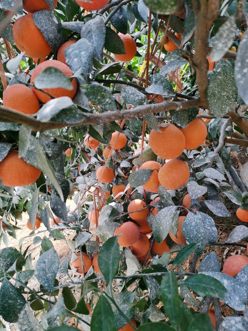 091无杍沃柑大量上市