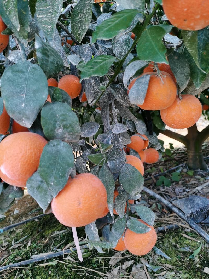 091无杍沃柑大量上市
