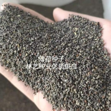 留兰香薄荷种子食用薄荷籽盆栽驱蚊四季开花易种易活