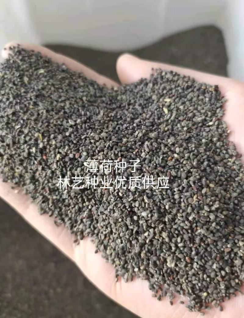 留兰香薄荷种子食用薄荷籽盆栽驱蚊四季开花易种易活