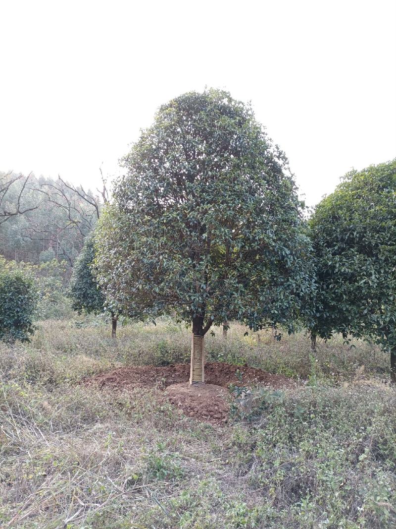 断根20公分直径的八月桂花树