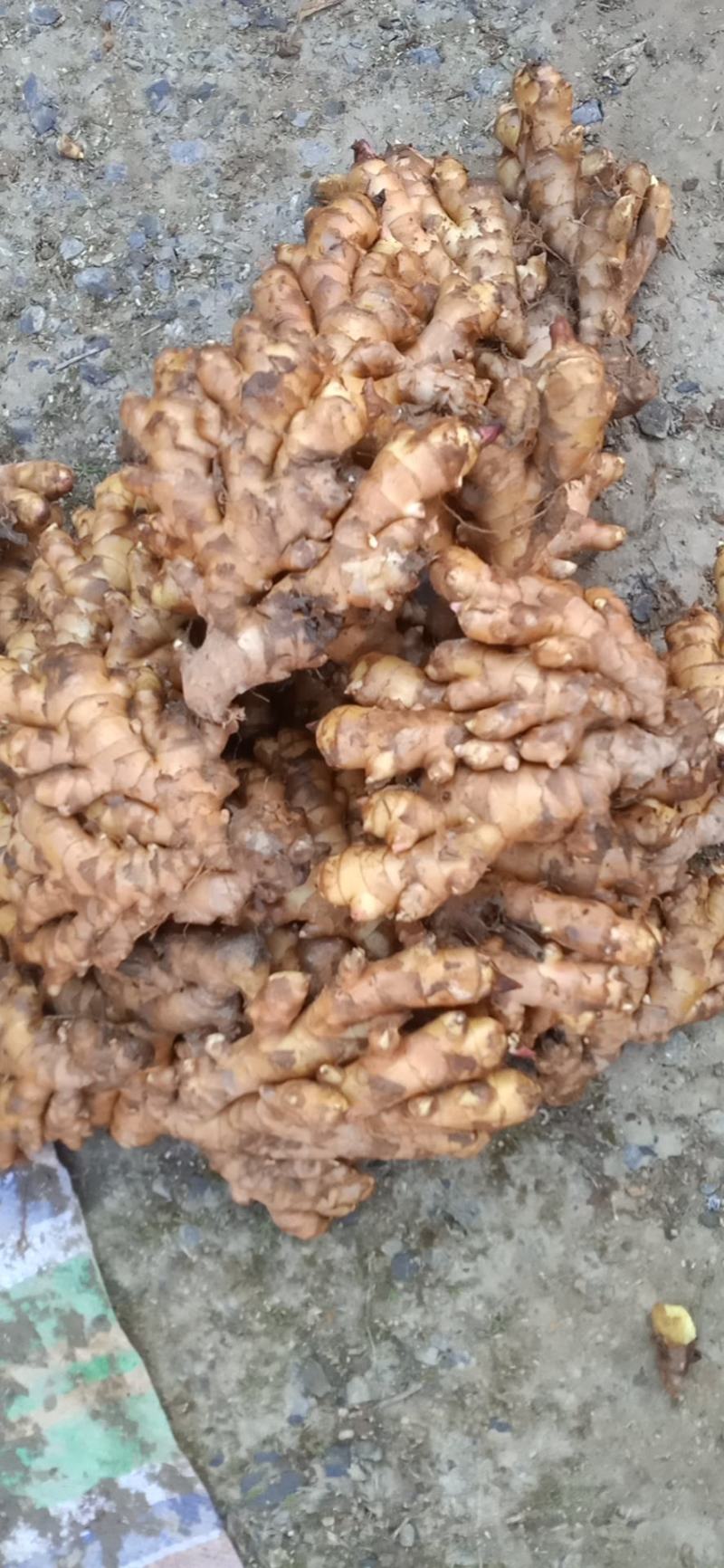 【广东卖的好】湖南汝城小黄姜产地供应高海拔种植