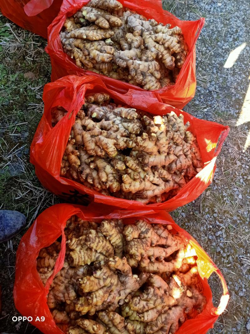 【广东卖的好】湖南汝城小黄姜产地供应高海拔种植