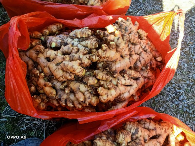 【广东卖的好】湖南汝城小黄姜产地供应高海拔种植