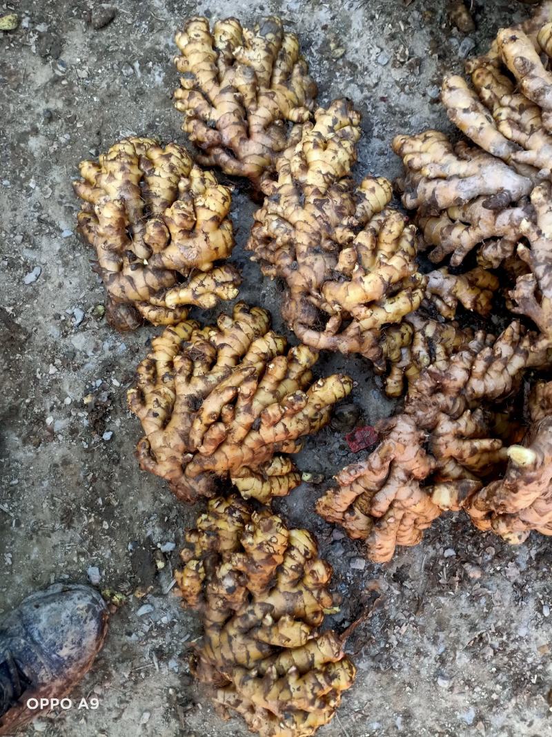 【广东卖的好】湖南汝城小黄姜产地供应高海拔种植