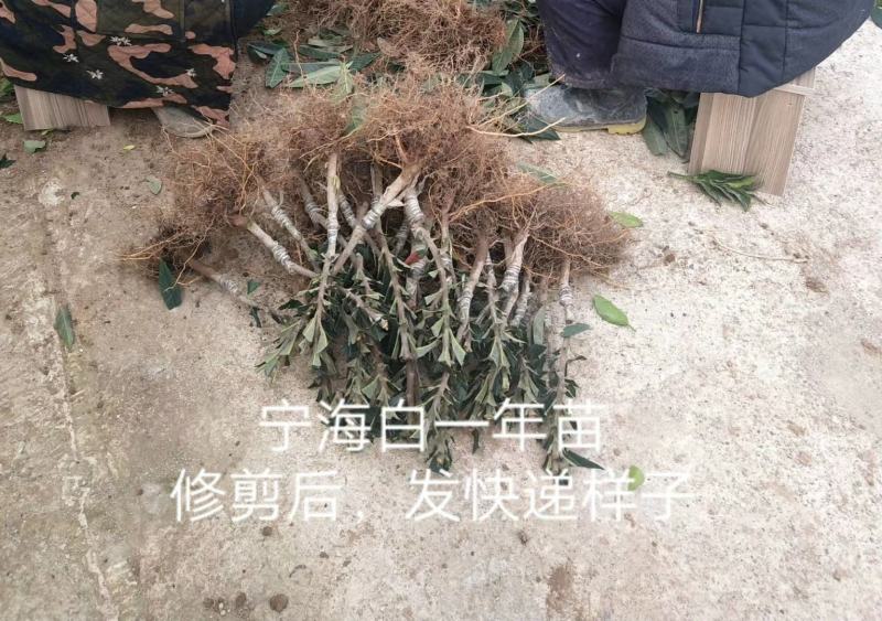 超值好苗正宗宁海白沙枇杷苗粗壮根系发达苗圃直供技术支持