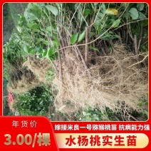 水杨桃实生苗猕猴桃嫁接专用根系发达不怕涝