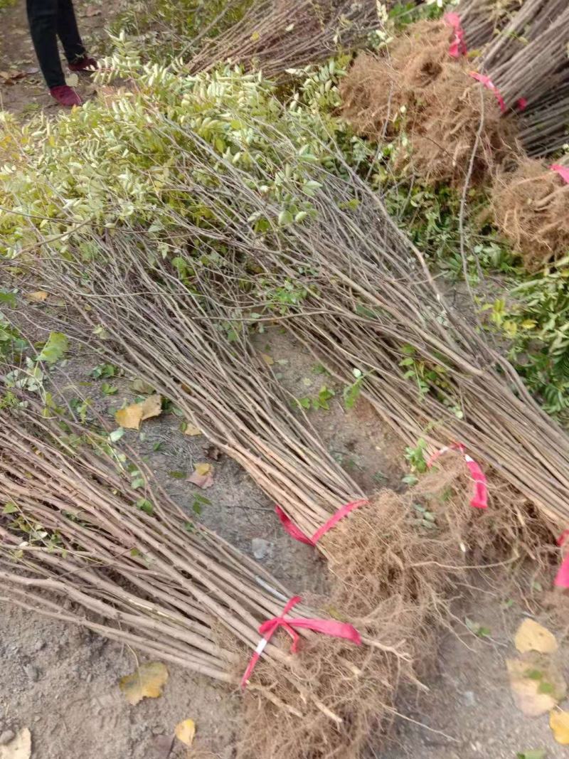 花椒苗大红袍花椒苗狮子头花椒苗当年结果