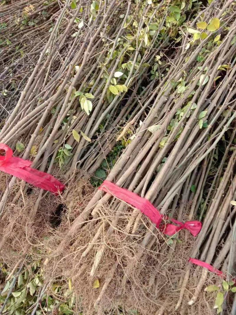 花椒苗大红袍花椒苗狮子头花椒苗当年结果