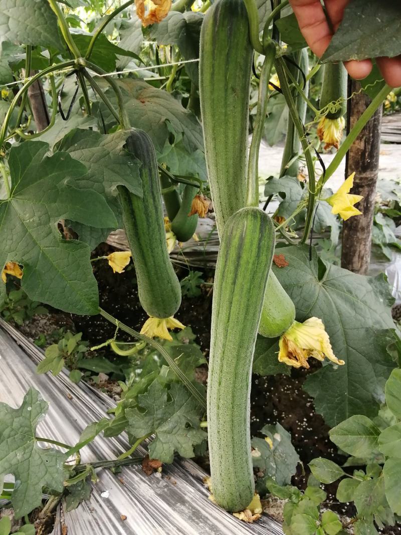 无棱肉丝瓜，百亩丝瓜基地直供，欢迎大量采购，货源稳定品质保。