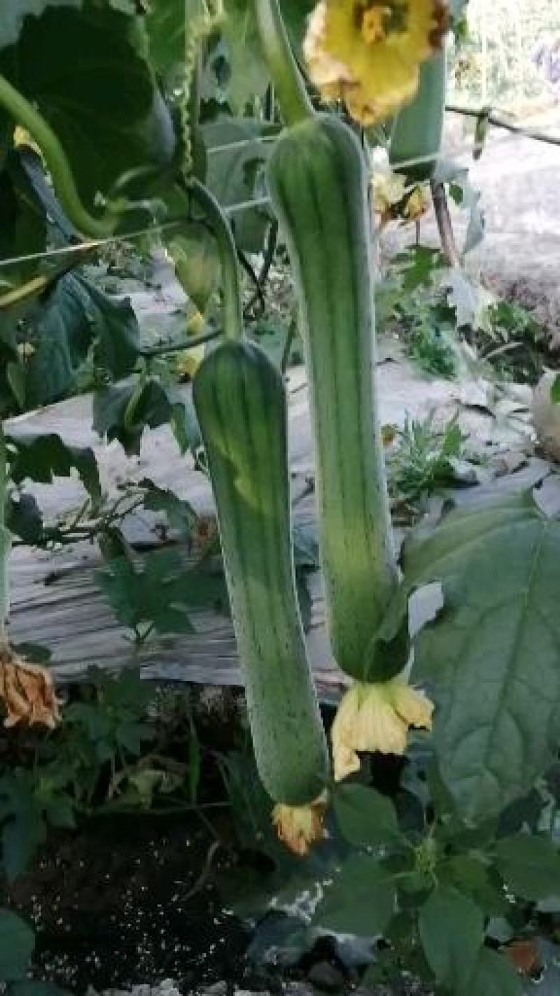 无棱肉丝瓜，百亩丝瓜基地直供，欢迎大量采购，货源稳定品质保。