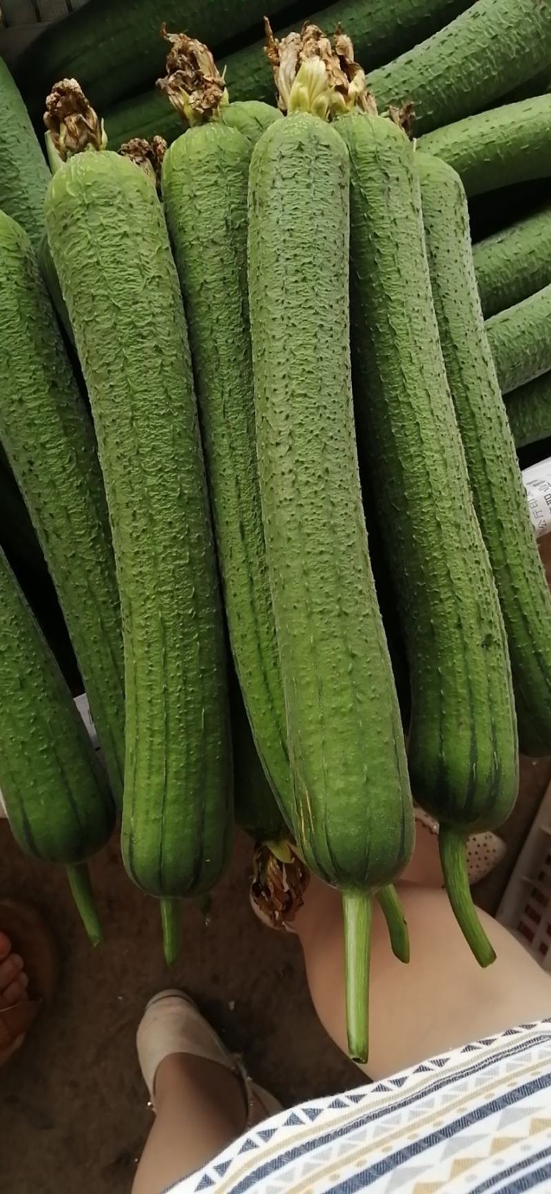 无棱肉丝瓜，百亩丝瓜基地直供，欢迎大量采购，货源稳定品质保。