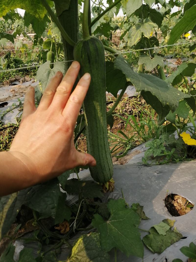 无棱肉丝瓜，百亩丝瓜基地直供，欢迎大量采购，货源稳定品质保。