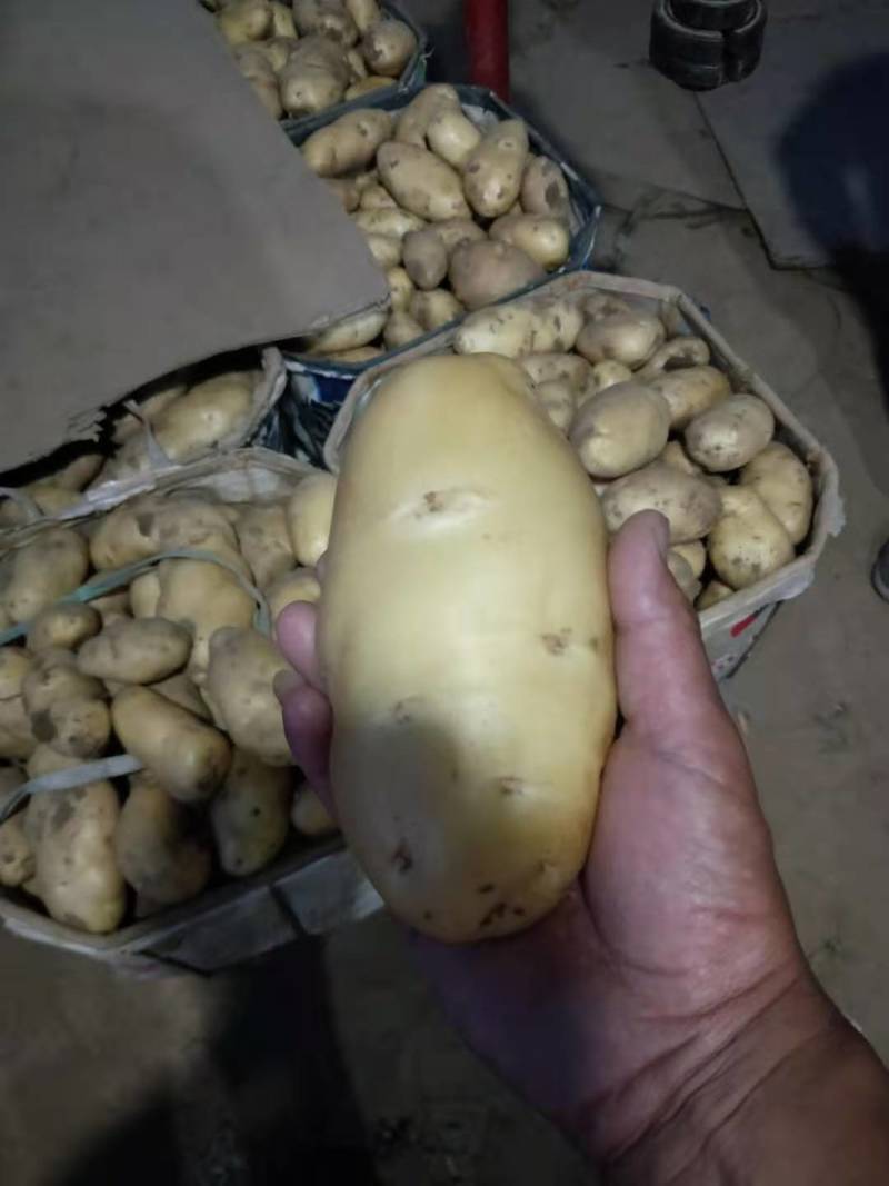 荷兰十五土豆黄皮黄心一手货源基地直发价格低可视频看货
