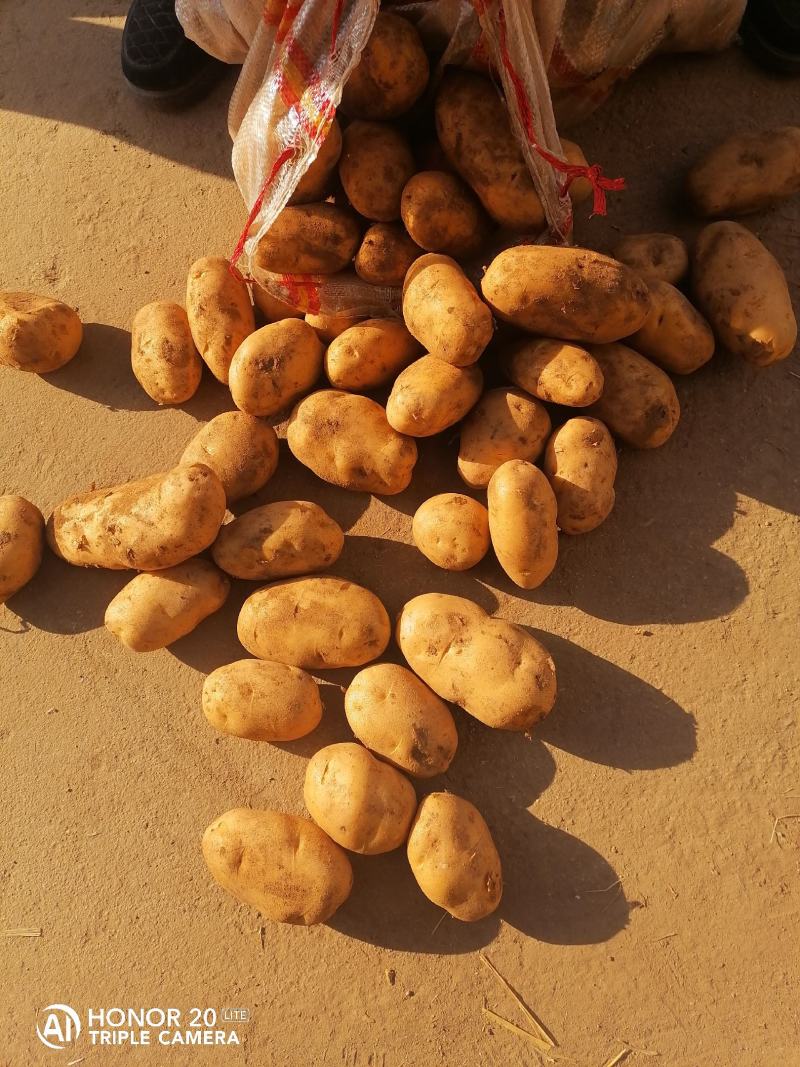 荷兰十五土豆黄皮黄心一手货源基地直发价格低可视频看货