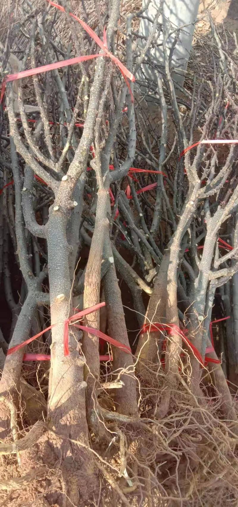 花椒苗大红袍花椒苗狮子头花椒苗当年结果