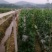 无棱肉丝瓜，百亩丝瓜基地直供，欢迎大量采购，货源稳定品质保。