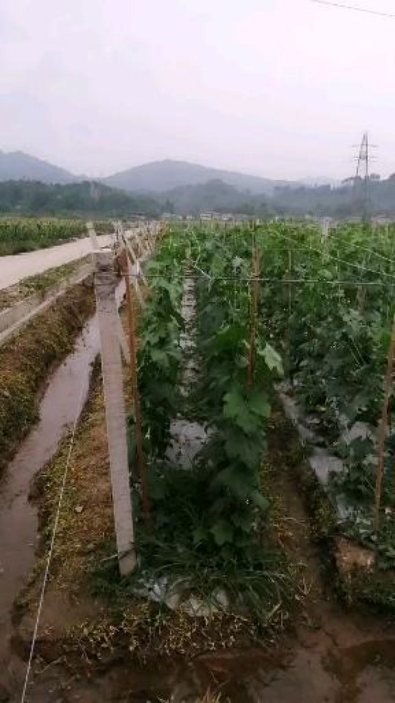 无棱肉丝瓜，百亩丝瓜基地直供，欢迎大量采购，货源稳定品质保。