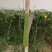 无棱肉丝瓜，百亩丝瓜基地直供，欢迎大量采购，货源稳定品质保。