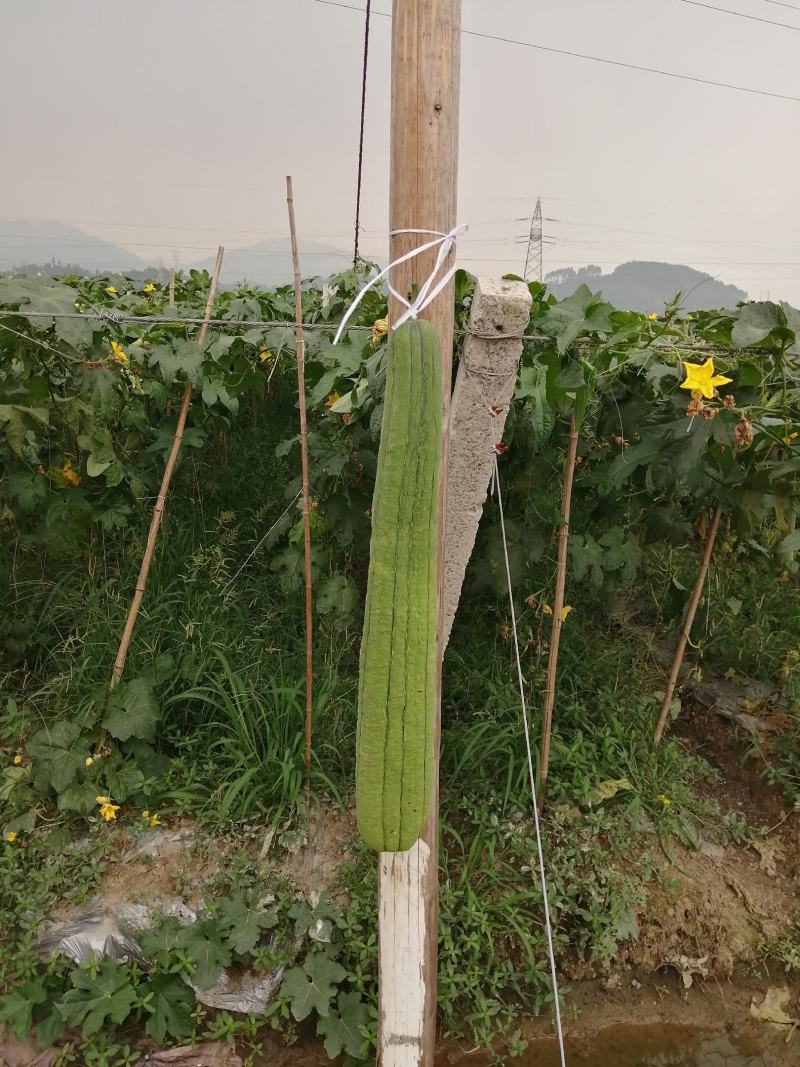无棱肉丝瓜，百亩丝瓜基地直供，欢迎大量采购，货源稳定品质保。