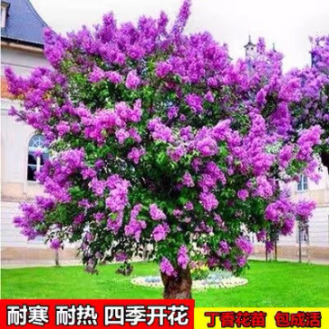 紫色丁香花苗丁香花树苗白色丁香花树苗丁香花