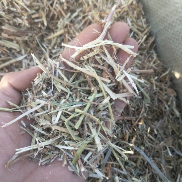 优质花生秧牛羊草育肥中小草