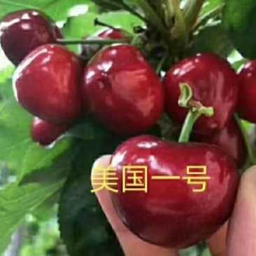 樱桃苗，山东樱桃苗/美早/齐早/福晨/瑞德/俄八正品批发