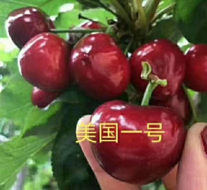 樱桃苗，山东樱桃苗/美早/齐早/福晨/瑞德/俄八正品批发
