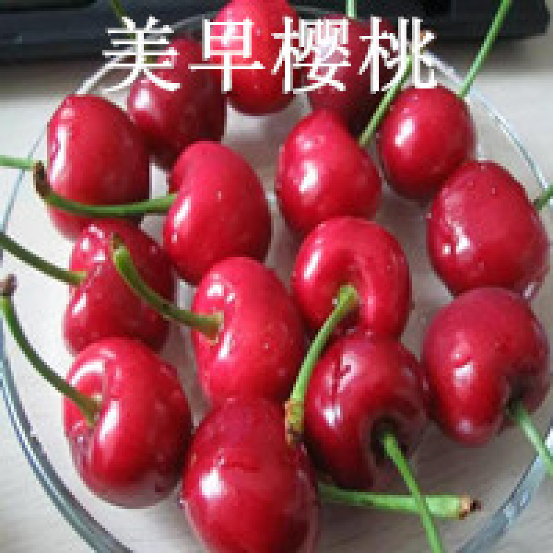 樱桃苗，山东樱桃苗/美早/齐早/福晨/瑞德/俄八正品批发