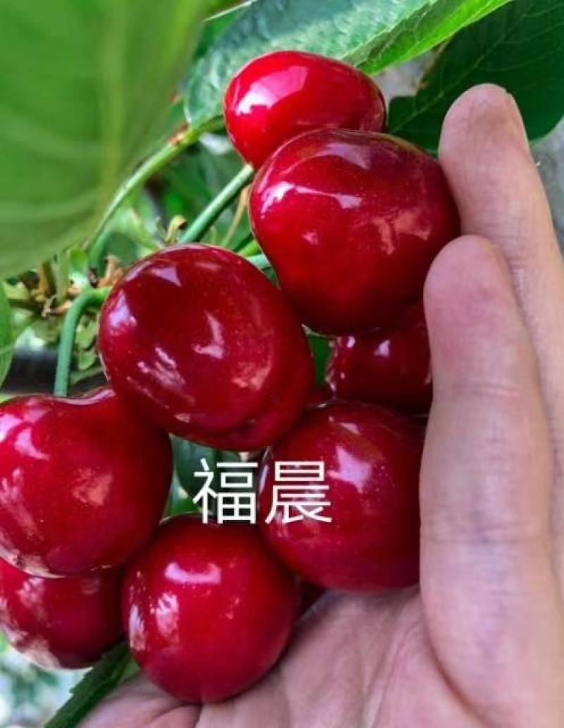 樱桃苗，山东樱桃苗/美早/齐早/福晨/瑞德/俄八正品批发