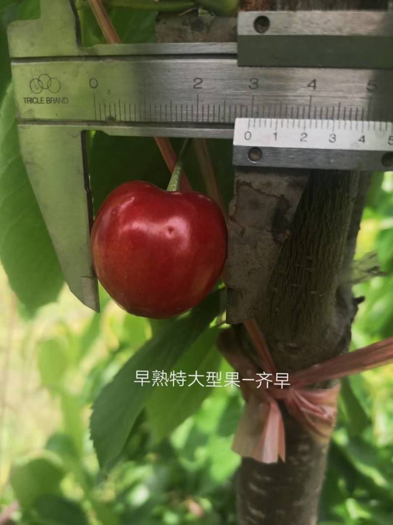 樱桃苗，山东樱桃苗/美早/齐早/福晨/瑞德/俄八正品批发