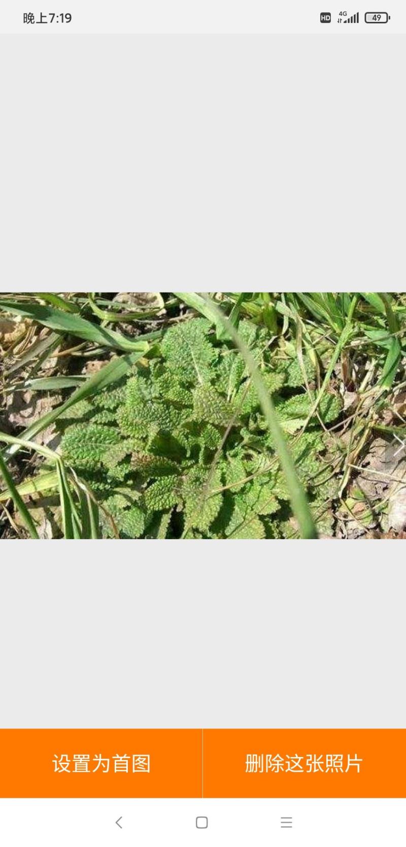 蛤蟆草，荔枝草。纯野生，手选整棵，包邮。