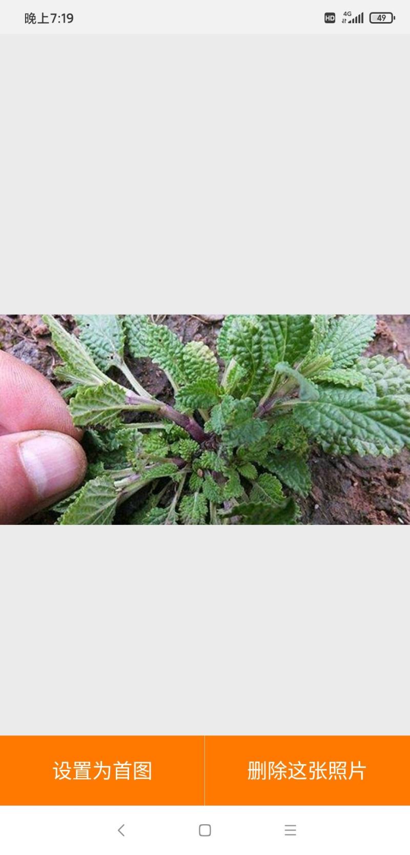 蛤蟆草，荔枝草。纯野生，手选整棵，包邮。