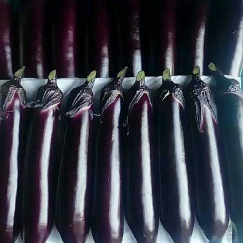 紫红长茄子苗烧烤茄，颜色油亮，品相好，抗病能力强，包技术