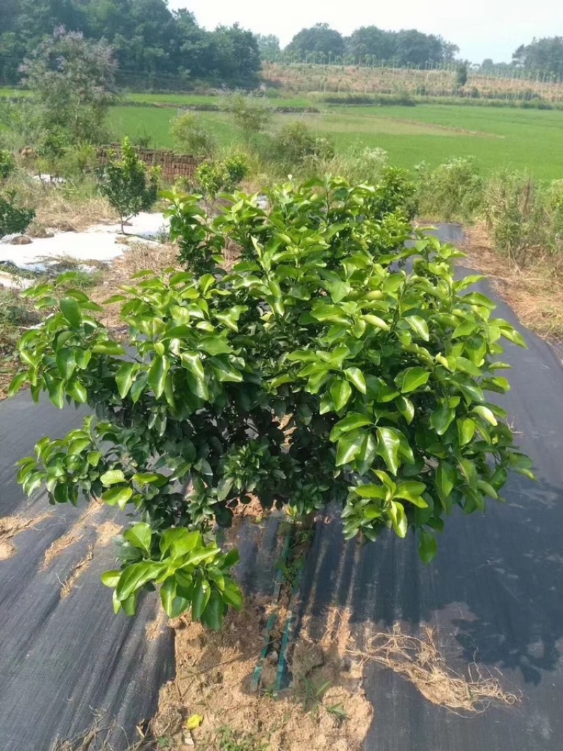 除草布防暴晒PEPP全新料透水透气防草地布