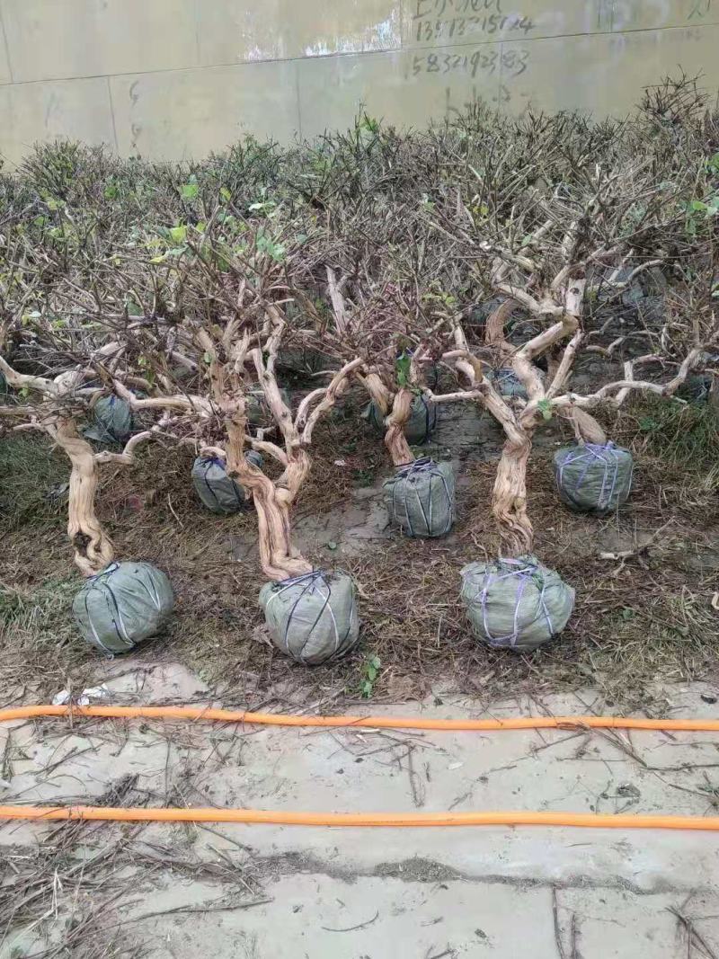 金银花大桩盆景带土球发货基地直发量大从优
